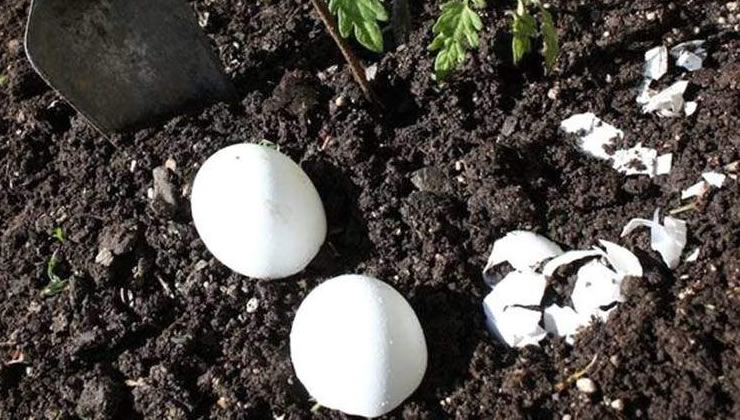 Yumurta ve toprak işbirliği: Bitki yetiştirme için şaşırtıcı bir çözüm