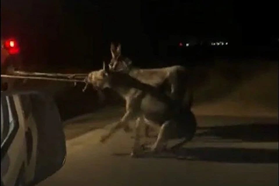 Elazığ'da, bir s&uuml;r&uuml;c&uuml; trakt&ouml;r&uuml;n&uuml;n arkasına yularlarını bağladığı 2 eşeği s&uuml;r&uuml;kleyerek