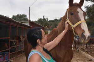 MUĞLA'nın Marmaris, Bodrum ve Milas il&ccedil;elerinde, ge&ccedil;en yıl &ccedil;ıkan b&uuml;y&uuml;k