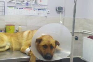 Hatay&rsquo;da&nbsp;&ouml;ğretmenlik yapan Fatma Bet&uuml;l Yalım'ın arazide beslediği sokak k&ouml;peği 'Lili',