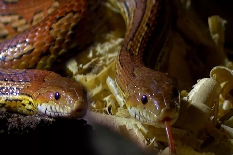 Bursa&rsquo;da d&uuml;zenlenen operasyonda, yurda ka&ccedil;ak yollardan getirilen mısır yılanı ve