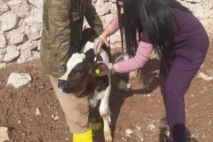 T&uuml;rkiye&rsquo;de baş g&ouml;steren şap vir&uuml;s&uuml;yle ilgili a&ccedil;ıklamada bulunan Veteriner Elif