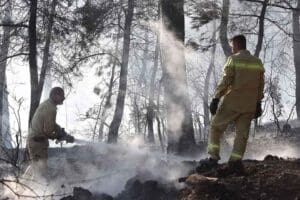 İZMİR'in Bornova il&ccedil;esinde kovandaki araları uzaklaştırmak i&ccedil;in t&uuml;ts&uuml; yapan aracı