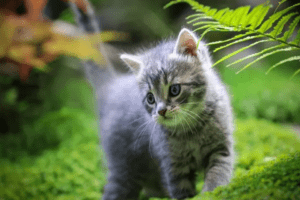 Uluslararası Kedi Federasyonu (FIFe), Rusya'nın Ukrayna işgalinin ardından Rus kedilerine