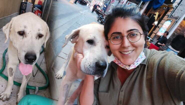 Umut kesilen köpeği Büyükşehir veterinerleri hayata döndürdü