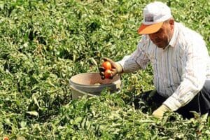 Tarım ve Orman Bakanlığı&rsquo;nın hazırladığı yeni d&uuml;zenlemeyle belirlenen &uuml;r&uuml;n ve