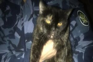Rusya'da hapishane içerisinde tasmasında uyuşturucu madde taşıyan kedi yakalandı. Rusya'nın