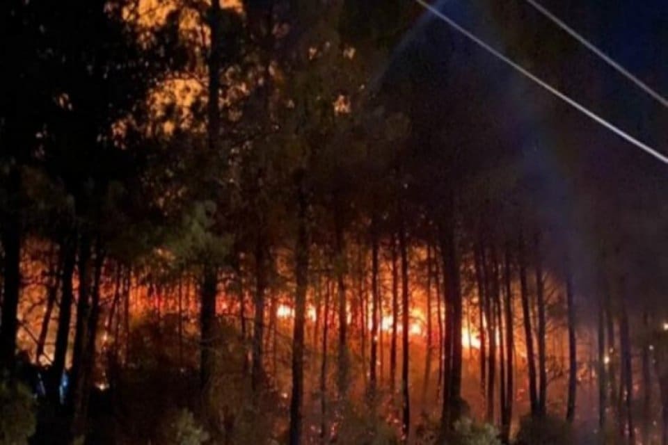 Uzmanlar yanan alana fidan dikme gibi uygulamaların ekolojik yapının bozulmasına