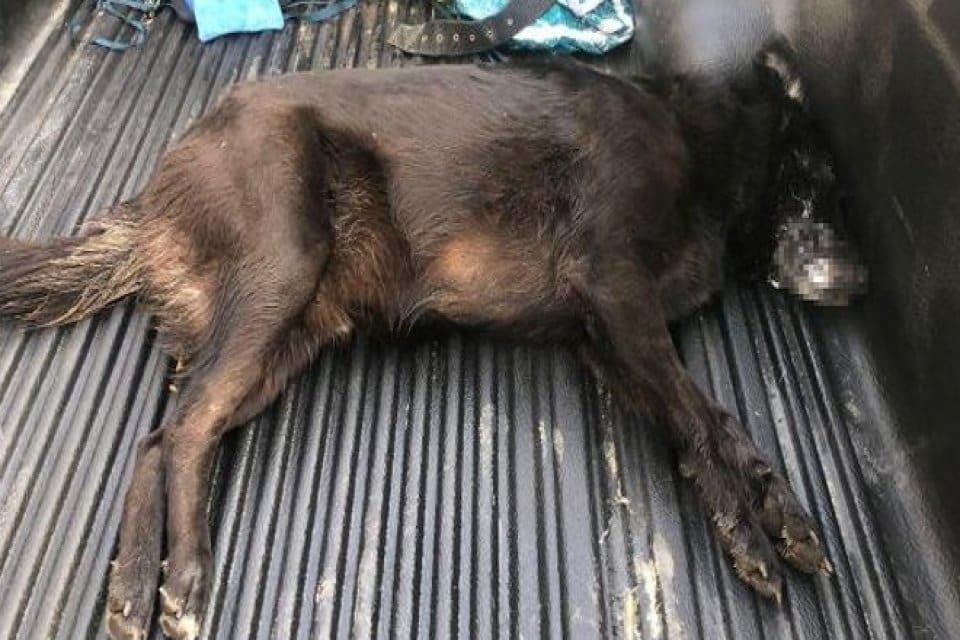 Muğla'nın Bodrum il&ccedil;esinde, zehirlenmiş olarak bulunup, tedavisi i&ccedil;in veterinere g&ouml;t&uuml;r&uuml;lmek