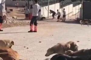 Konya B&uuml;y&uuml;kşehir Belediyesine ait Hayvan Rehabilitasyon Merkezinde, k&uuml;rekle k&ouml;peğe vurarak