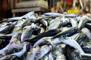 Av yasağına yaklaşık 15 g&uuml;n kaldı. Balık azaldığı i&ccedil;in fiyatlar