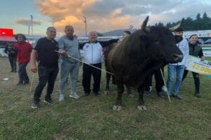 Artvin'de Kafkas&ouml;r Boğa G&uuml;reşleri&rsquo;nin ge&ccedil;en yılki şampiyonu 850 kilogramlık 7