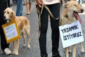 İzmir Veteriner Hekimleri Odası Başkanı G&ouml;khan &Ouml;zdemir, T&uuml;rkiye B&uuml;y&uuml;k Millet