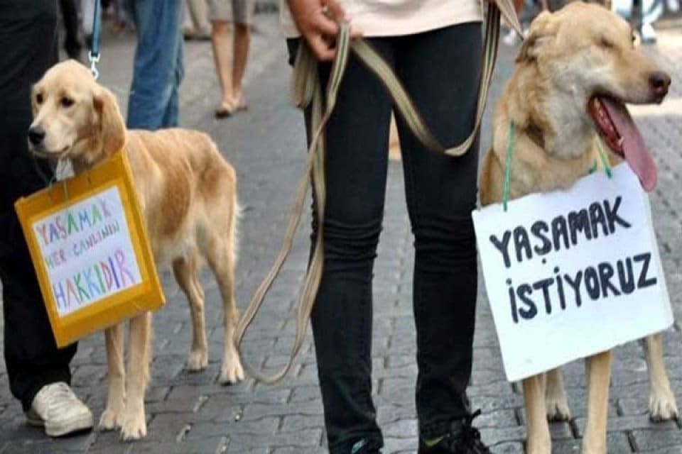 İzmir Veteriner Hekimleri Odası Başkanı G&ouml;khan &Ouml;zdemir, T&uuml;rkiye B&uuml;y&uuml;k Millet