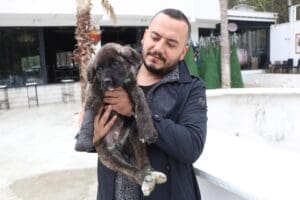Denizli'nin Merkezefendi il&ccedil;esinde, kuyruğu, kulakları ve sağ &ouml;n ayağı kesildikten