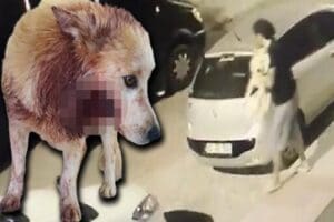 Aydın'ın Didim il&ccedil;esinde, İlhan Tombakoğlu&rsquo;na ait 1 yaşındaki '&Ccedil;iko' simli
