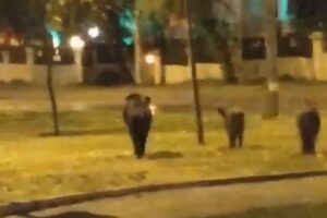 İzmir'in Bornova ve Balçova ilçelerinde, aç kalan yaban domuzları kent