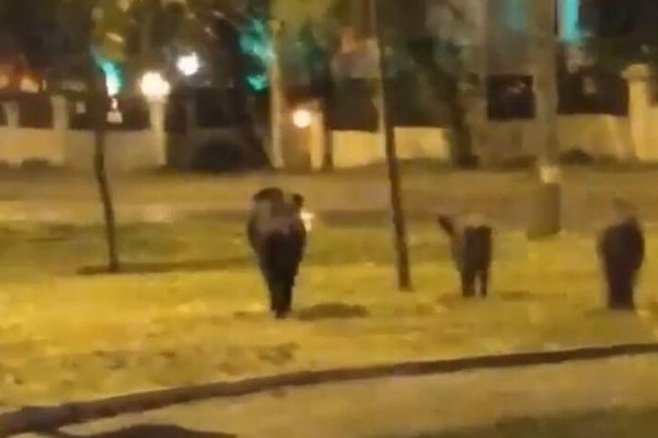 İzmir'in Bornova ve Balçova ilçelerinde, aç kalan yaban domuzları kent