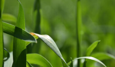 Tahıl üreticileri dikkat! ‘Sarı Pas’ hastalığıyla mücadele zamanı geldi