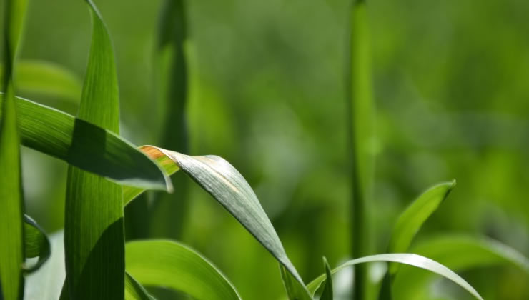 Tahıl üreticileri dikkat! ‘Sarı Pas’ hastalığıyla mücadele zamanı geldi