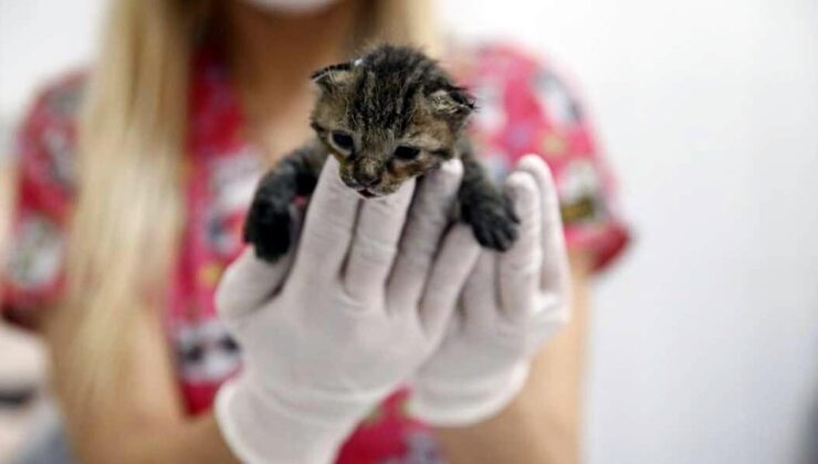 Yangından yaralı kurtarılan yavru kedi, 'Ateş' adı verilip, sahiplendirildi