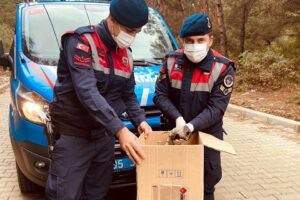 İzmir'in Torbalı ilçesinde, devriye görevi yapan jandarma ekibi tarafından yol