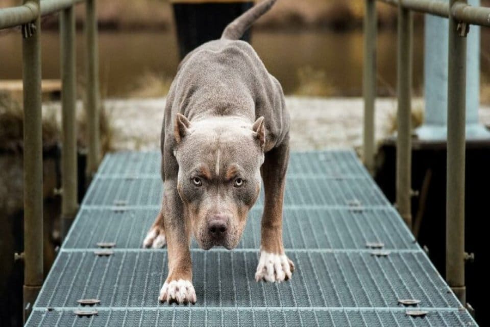 Yargıtay Kayseri'de 3 yıl &ouml;nce Pitbull cinsi k&ouml;peğin bir &ccedil;ocuğa