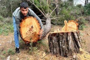 Antalya'nın Kepez il&ccedil;esinde elektrikli testereyle yarım asırlık kızıl&ccedil;am ağa&ccedil;larının bulunduğu