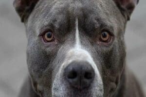 Konya'da yasaklı ırk k&ouml;pek besleme ve hayvanı maskesiz gezdirerek insanların