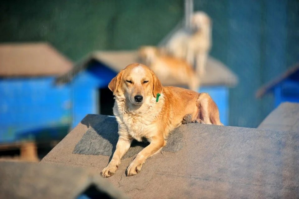Evcil hayvanlara mikro&ccedil;ip uygulamasında tanınan s&uuml;re sona ererken gerekli işlemi