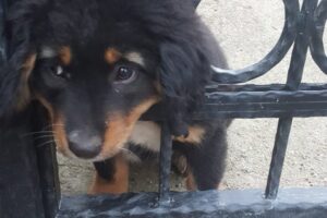 Gündoğan Mahallesi Kızıl Burun Caddesi üzerinde bulunan bir sitenin giriş