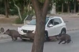 İZMİR&rsquo;in Bornova il&ccedil;esinde, bir s&uuml;r&uuml;c&uuml;n&uuml;n yaban domuzu s&uuml;r&uuml;c&uuml;ne &ccedil;arptığı anlar