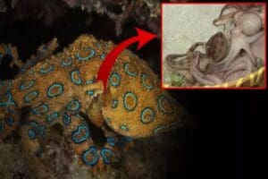 Kovid-19'un ortaya &ccedil;ıktığı &Ccedil;in'den ilgin&ccedil; g&ouml;r&uuml;nt&uuml;ler gelmeye devam ediyor. Son
