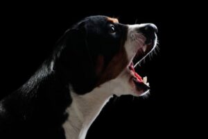 Malezya'da köpekten insana geçebilen ve zatürreye sebep olan yeni bir