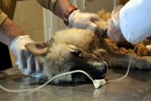 Manisa'nın Salihli il&ccedil;esinde, zehirlendiği belirlenen 22 k&ouml;pekten 17'si &ouml;ld&uuml;, 5