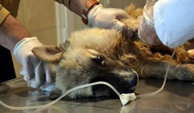 Yine hayvan katliamı: 22 köpekten 17'si öldü