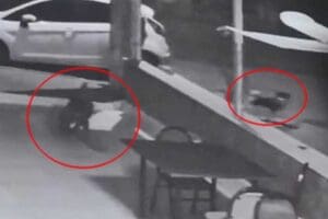 İzmir'in Buca il&ccedil;esinde bir pitbull, Japon spitzi cinsi 'Leo' adlı