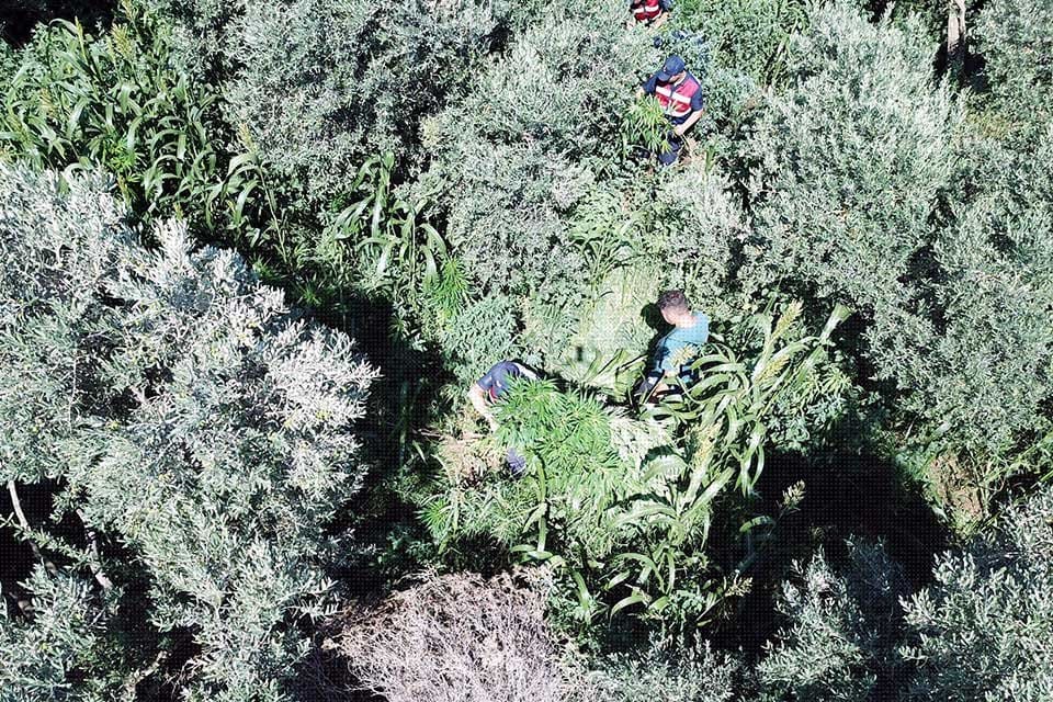 İzmir'in Bayındır il&ccedil;esinde, jandarmanın dron destekli operasyonunda 5 bin 847