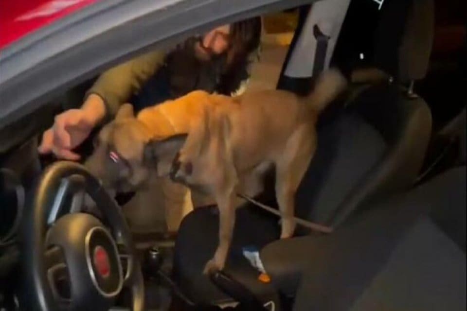 İzmir'in Kemalpaşa il&ccedil;esinde durdurulan otomobilde, narkotik k&ouml;peği 'Layka' ile yapılan
