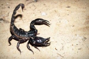 D&uuml;nyanın en zehirli hayvanları arasında g&ouml;sterilen ve zehrinin litre fiyatı
