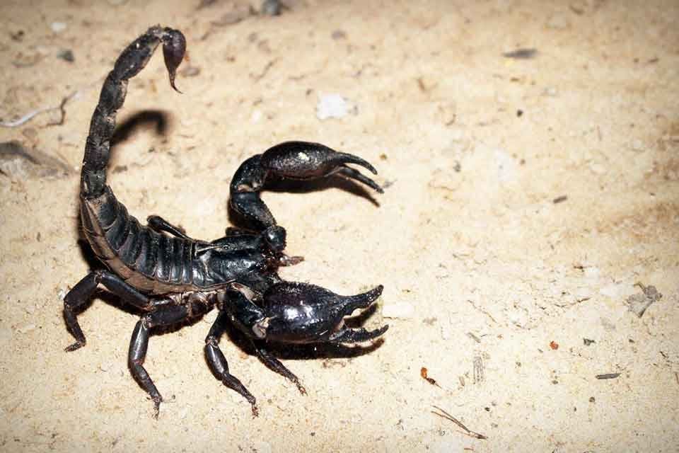 D&uuml;nyanın en zehirli hayvanları arasında g&ouml;sterilen ve zehrinin litre fiyatı