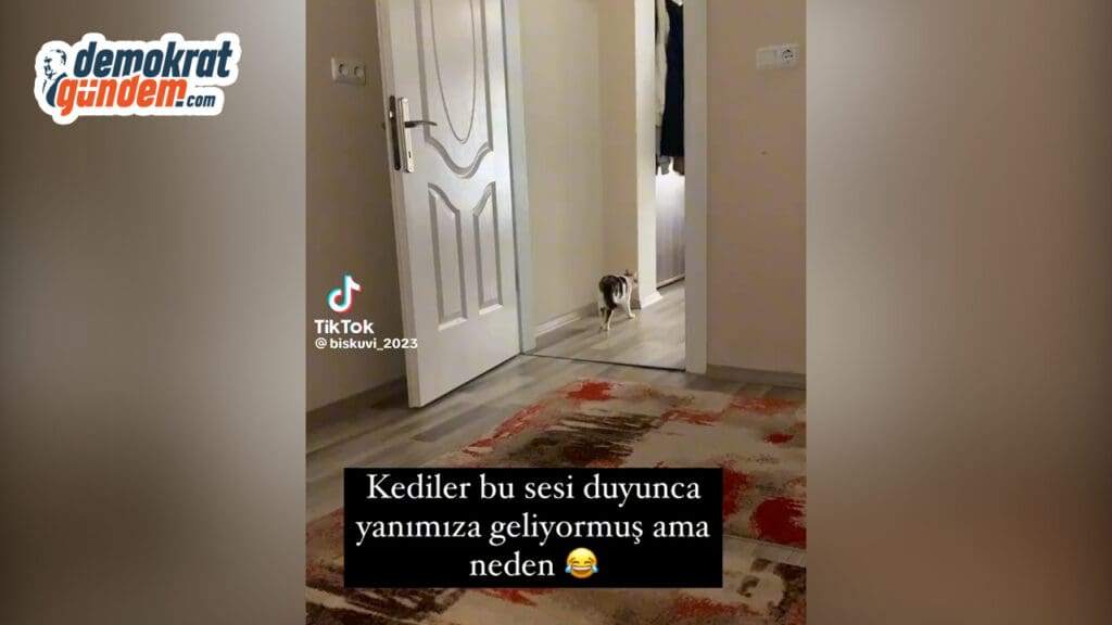Kedilerin Telefon Zil Sesine Verdiği Tepkiler Sosyal Medyada Viral Oldu