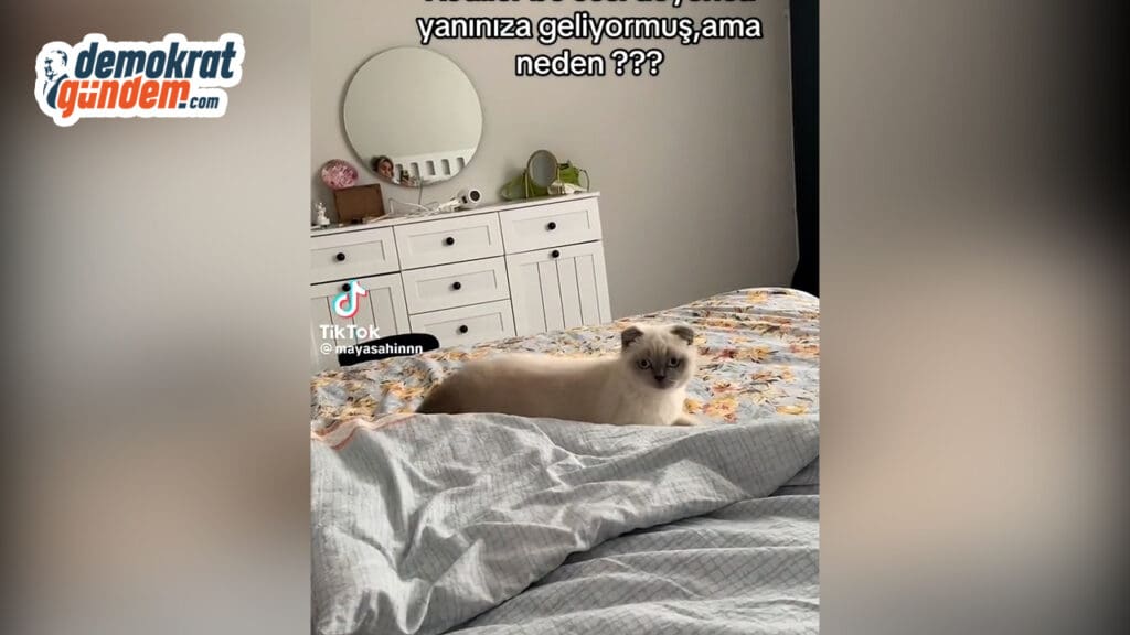Kedilerin Telefon Zil Sesine Verdiği Tepkiler Sosyal Medyada Viral Oldu