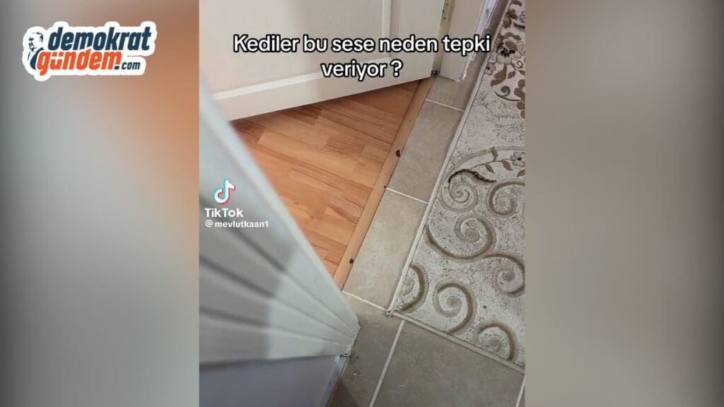 Kedilerin Telefon Zil Sesine Verdiği Tepkiler Sosyal Medyada Viral Oldu