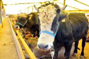 Kurban Bayramı’na sayılı gün kala, Türkiye’deki küçükbaş ve büyükbaş varlığı ve fiyatları merak konusu