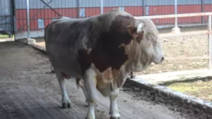 Kurban Bayramı’nın yaklaşmasıyla birlikte Düzce’de hazırlıklar hız kazandı. Vatandaşlar, kurban