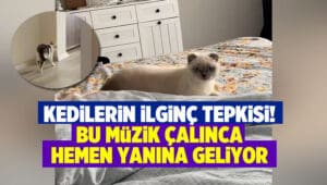 Teknolojinin gelişimiyle birlikte hayvanlar arasında da ilginç davranışlar gözlemlenmeye devam