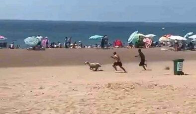 Koyunun Cesur Kaçışı: Sahibinin elinden kaçtı plajı birbirine kattı