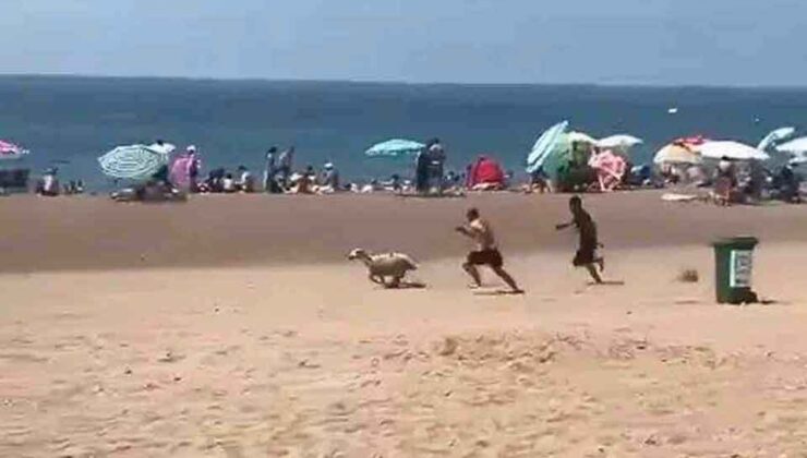 Koyunun Cesur Kaçışı: Sahibinin elinden kaçtı plajı birbirine kattı