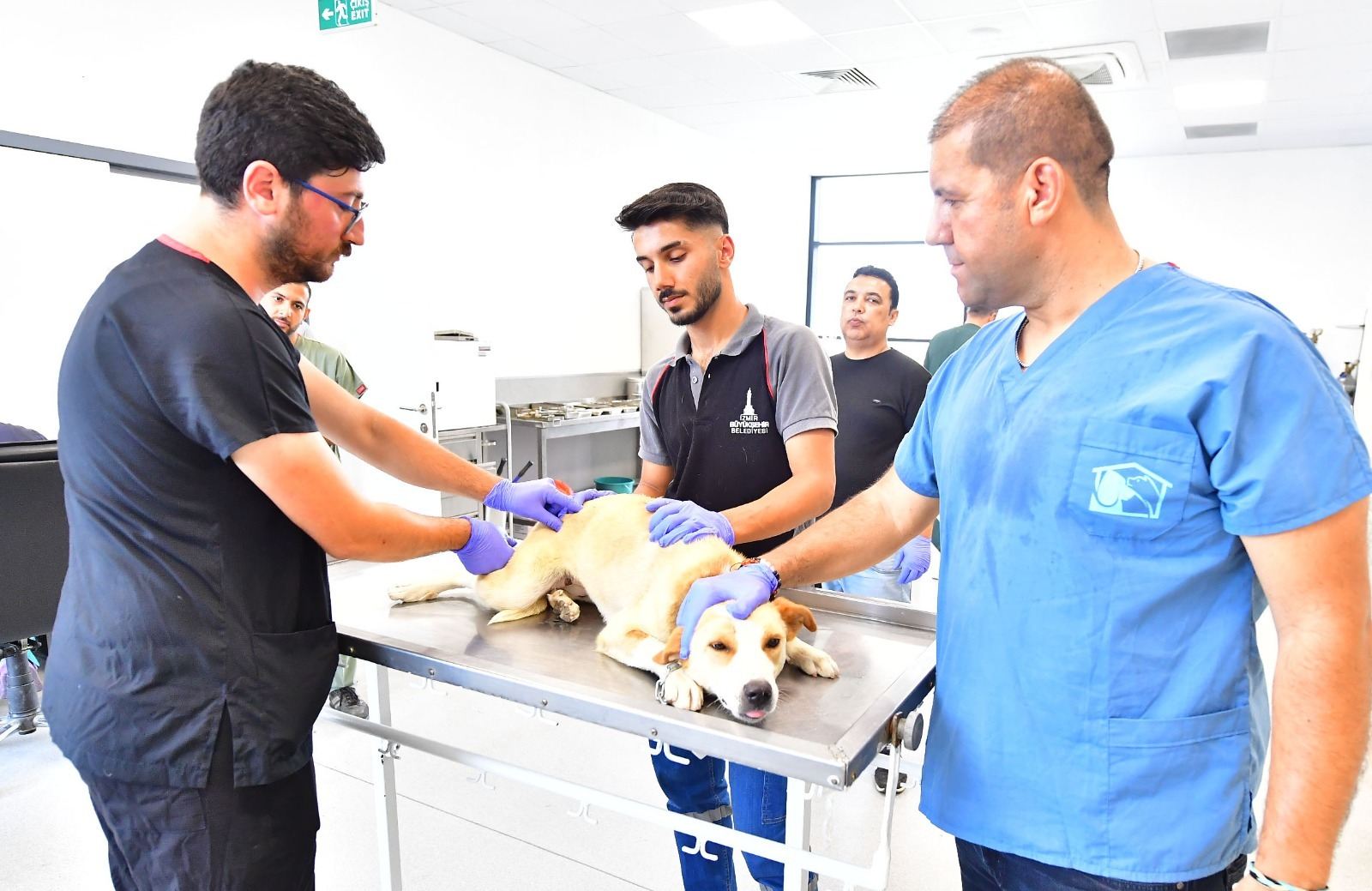 İzmir Büyükşehir Belediyesi, sokak hayvanlarının kontrolsüz şekilde üremesini engellemek, onların